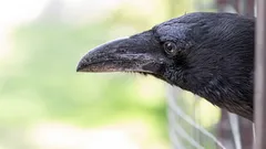 Intuice se mění v inteligenci: Jak vrány zvládly úkol, kde už jednoduchá paměť nestačí