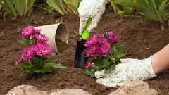 Podzimní zahrada: Jak správně připravit záhon na zimní spánek v listopadu