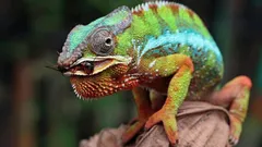 360 stupňů bez otáčení hlavy: Jak funguje zrak nejzáhadnějšího ještěra na planetě