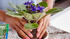 Lze přesazovat fialku na podzim: co je důležité vědět, aby rostlina nezahynula